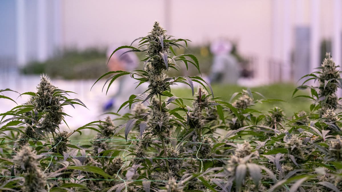 En av de inblandade i de omfattande cannabisodlingarna döms till fängelse.