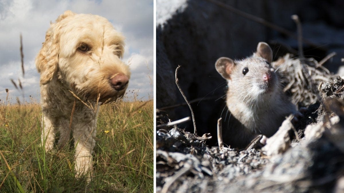 Råttsmittan sprids nu till hundar