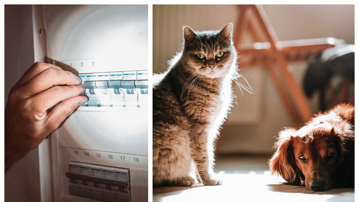 Hur ser man till att ens katt eller hund håller värmen vid ett strömavbrott?
