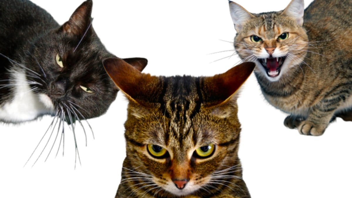 Fem-saker-du-gor-som-din-katt-hatar