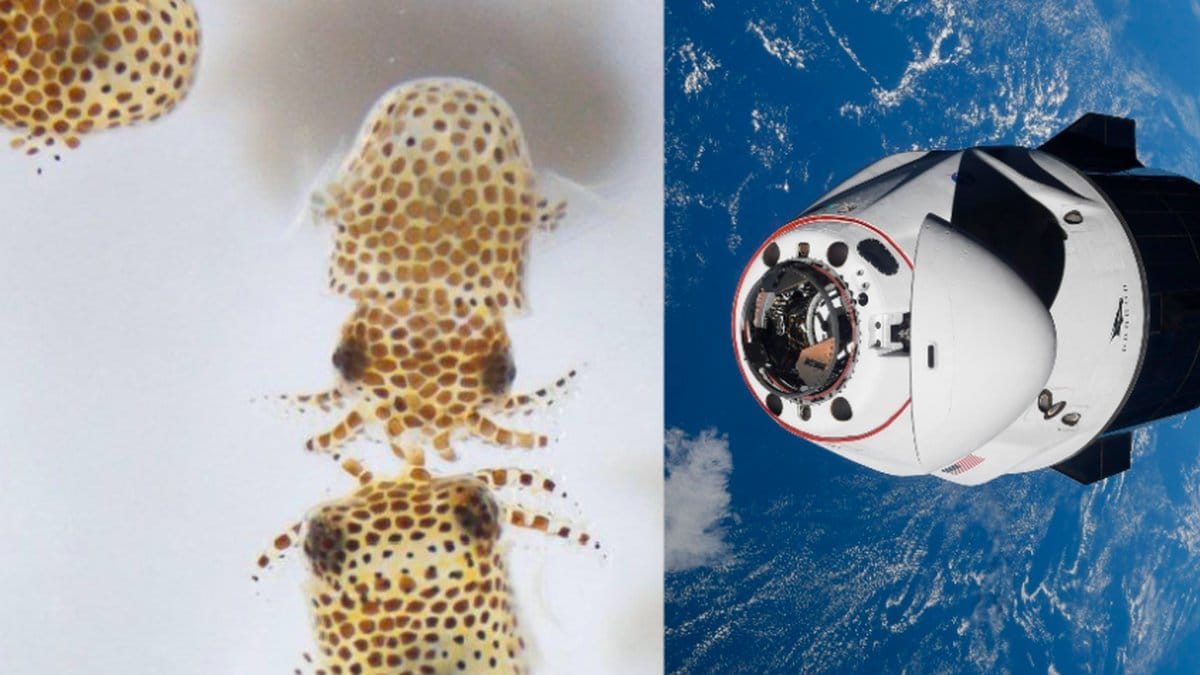 Minibläckfiskar, NASA
