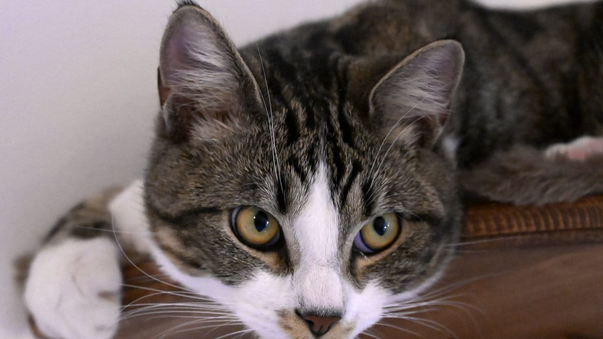 EU ställer hårda krav på katt- och hundkontroll.