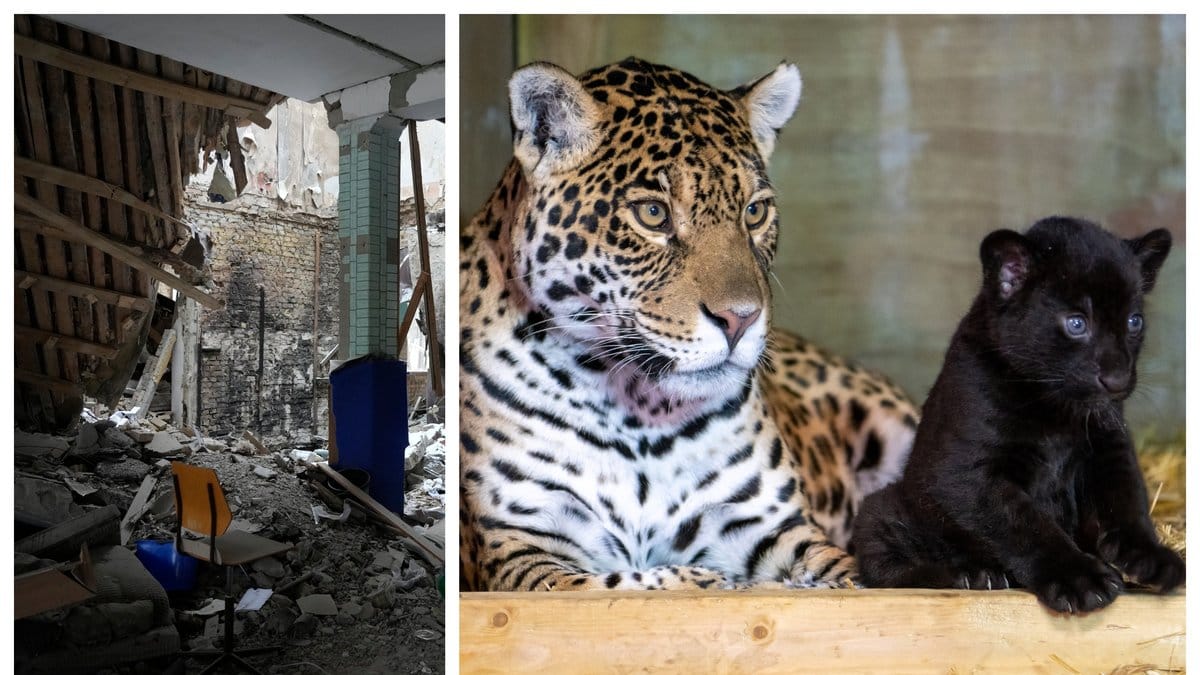 Läkaren är strandad med sin jaguar och panter i Kiev.