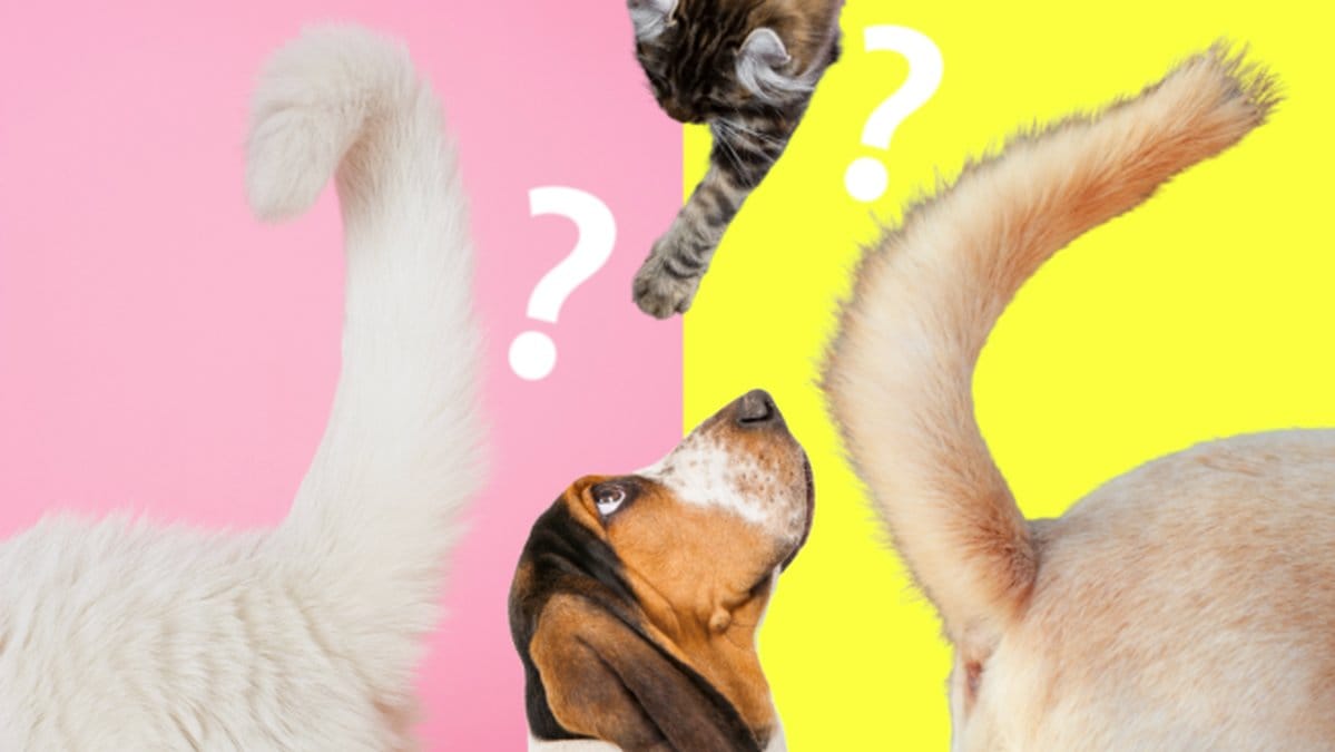 Tillhor-svansen-en-hund-eller-katt?-Testa-har!