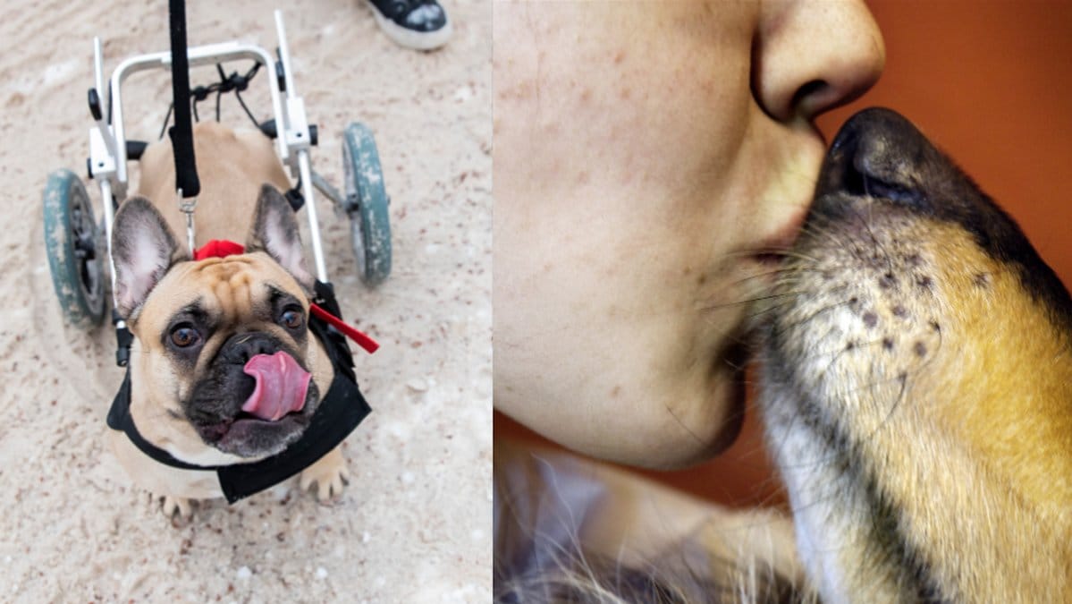 Man dog efter att hans hund hade slickat på honom