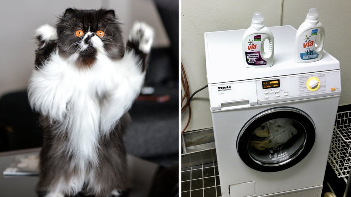 Katten Elis visade sannerligen att han hade flera liv. (Genrebilder).