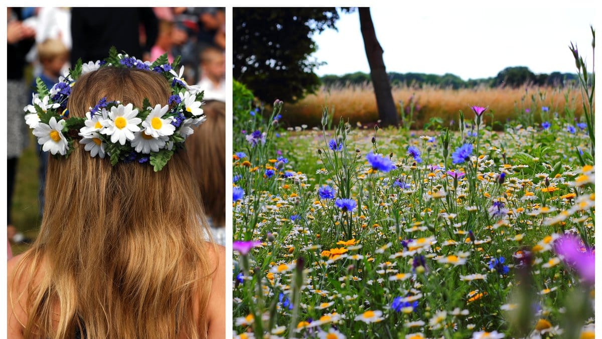 Hur får man midsommarkransen att hålla under hela firandet? Floristen ger sina bästa knep!