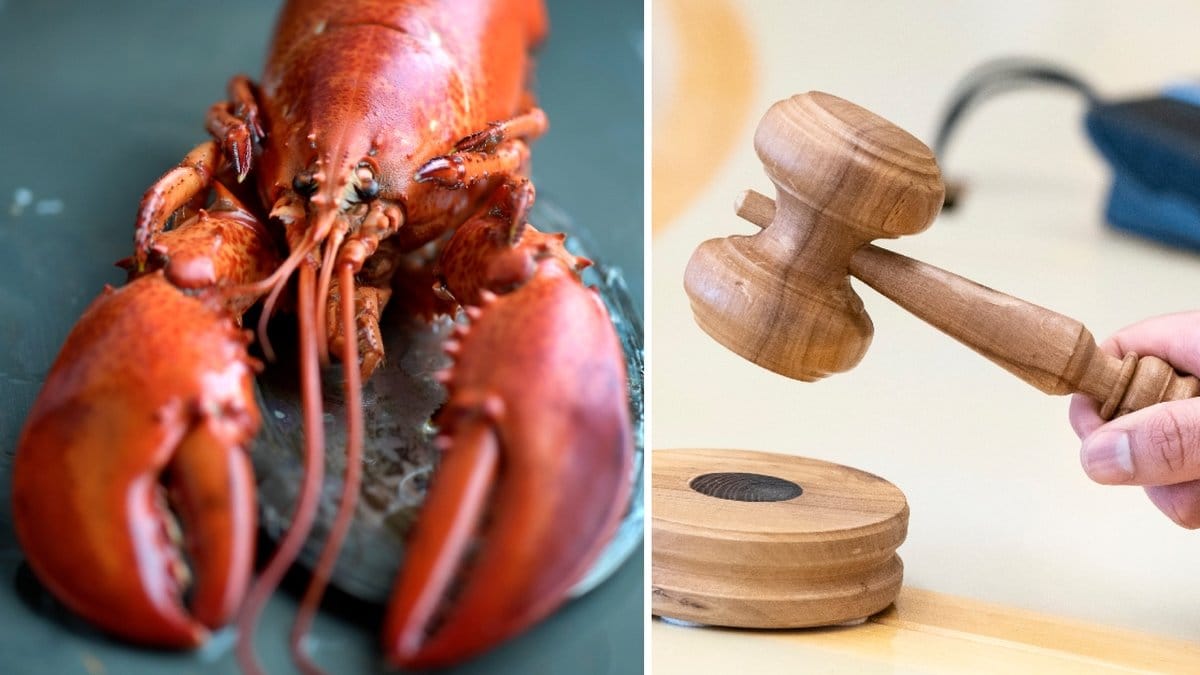 Årets första hummer klubbad på Göteborgs fiskauktion – pris 51 000 kr/kg.