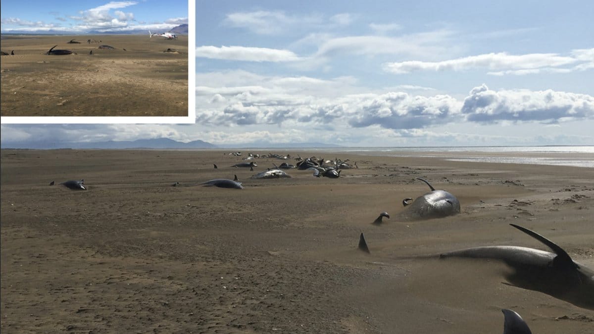 Strandade-valar-pa-Island