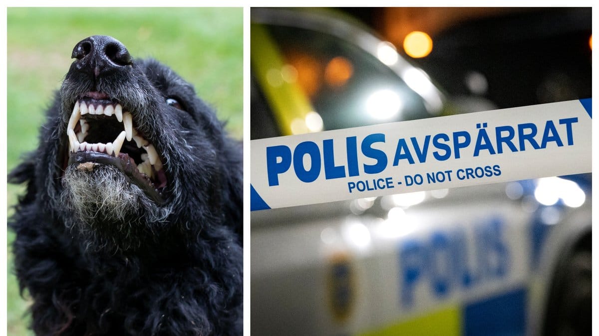 Bilderna är genrebilder.