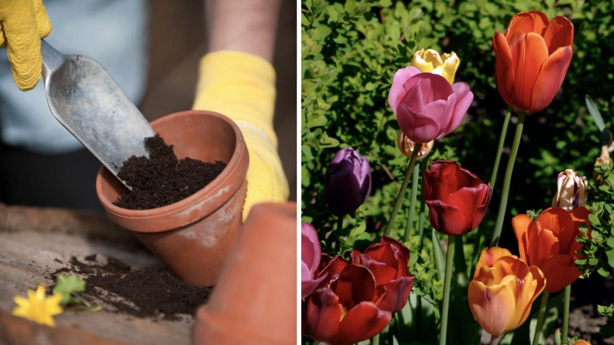 Därför ska du spara kaffesumpen i vår och få fint blomster.
