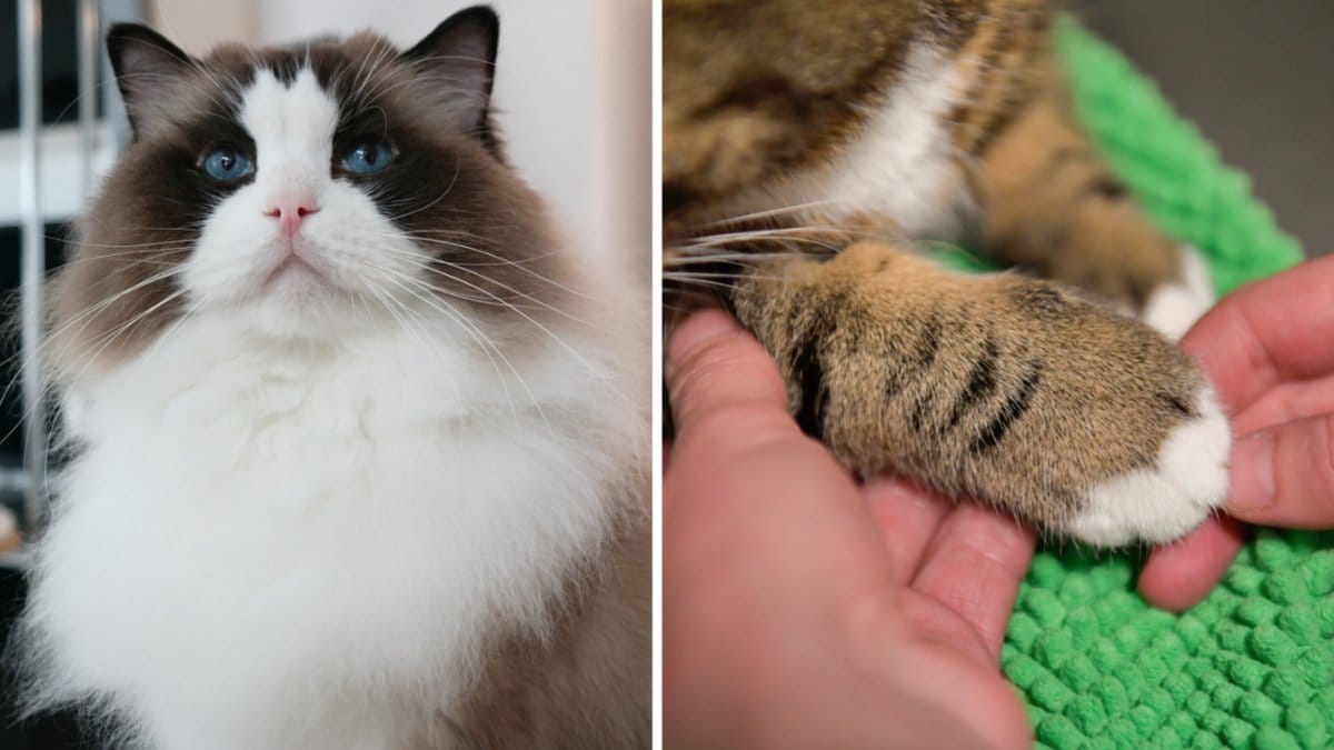 Svedea ger en unik chans till kattägare att chippa sin misse helt gratis.