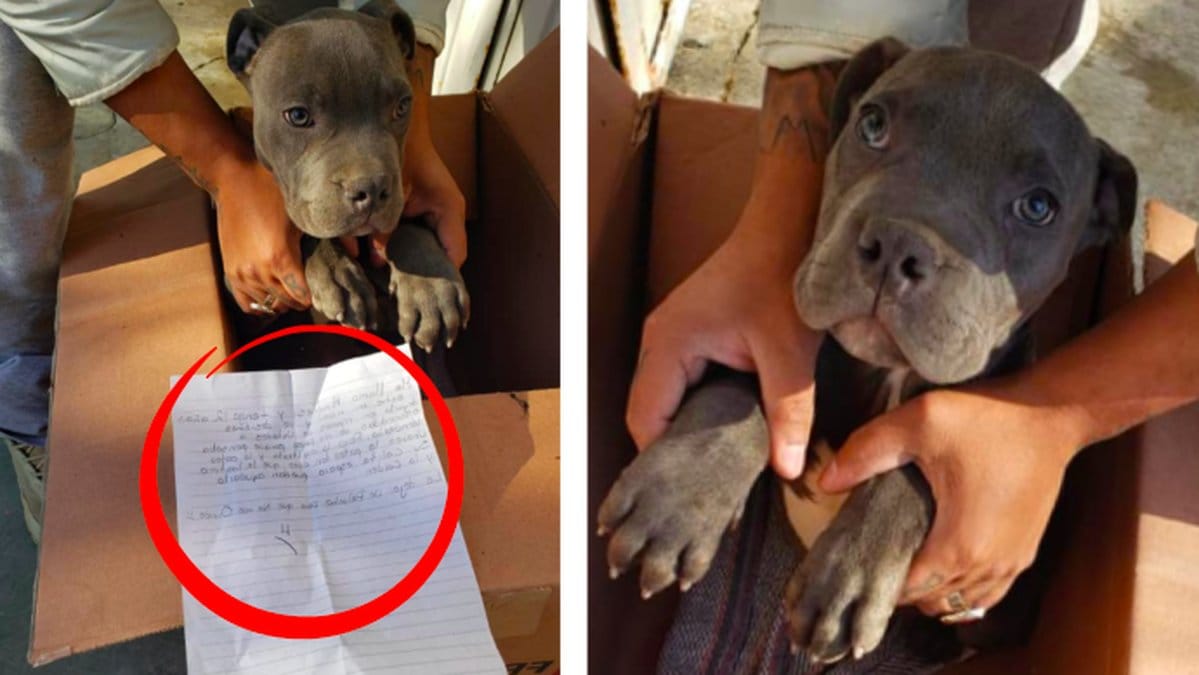 Hund-hittad-med-hjartskarande-lapp