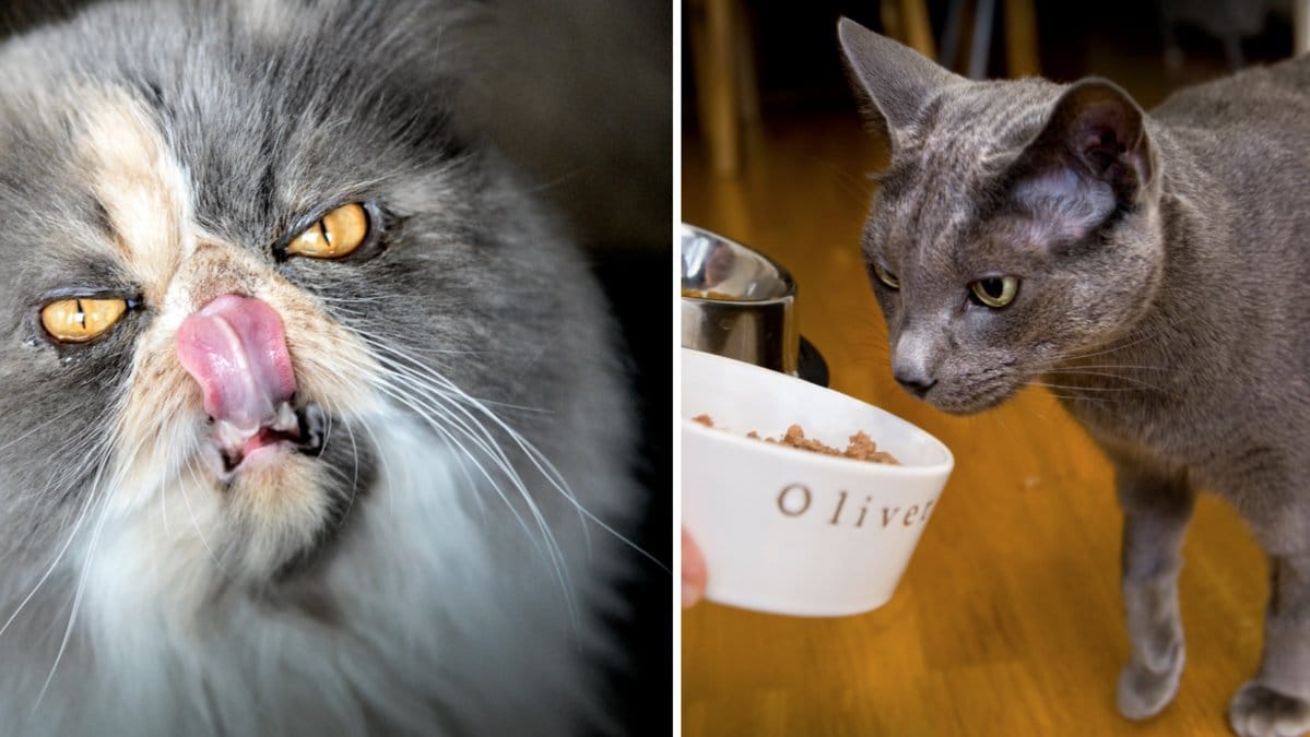 Här är några saker din misse inte ska äta.