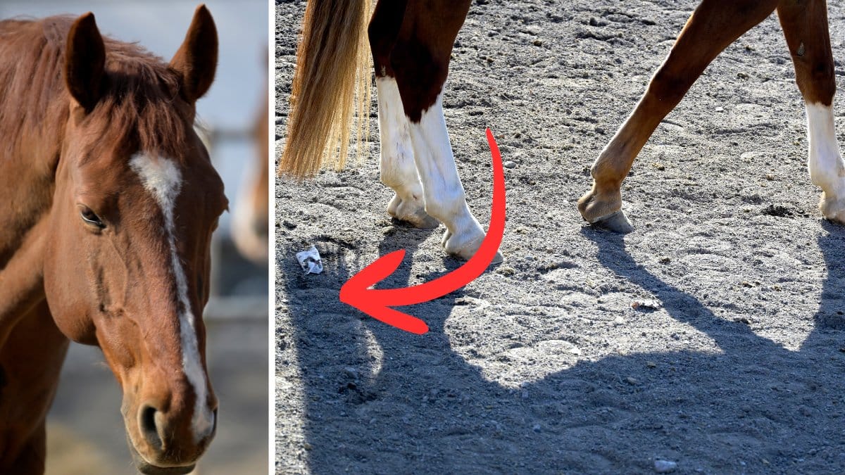 Bilden är en genrebild, hästen på bilden är inte den som rymt.