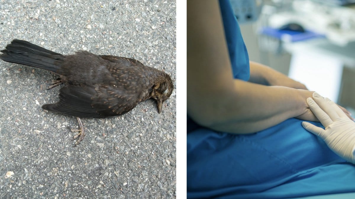 Ny-farlig-fagelsmitta-har-upptackts