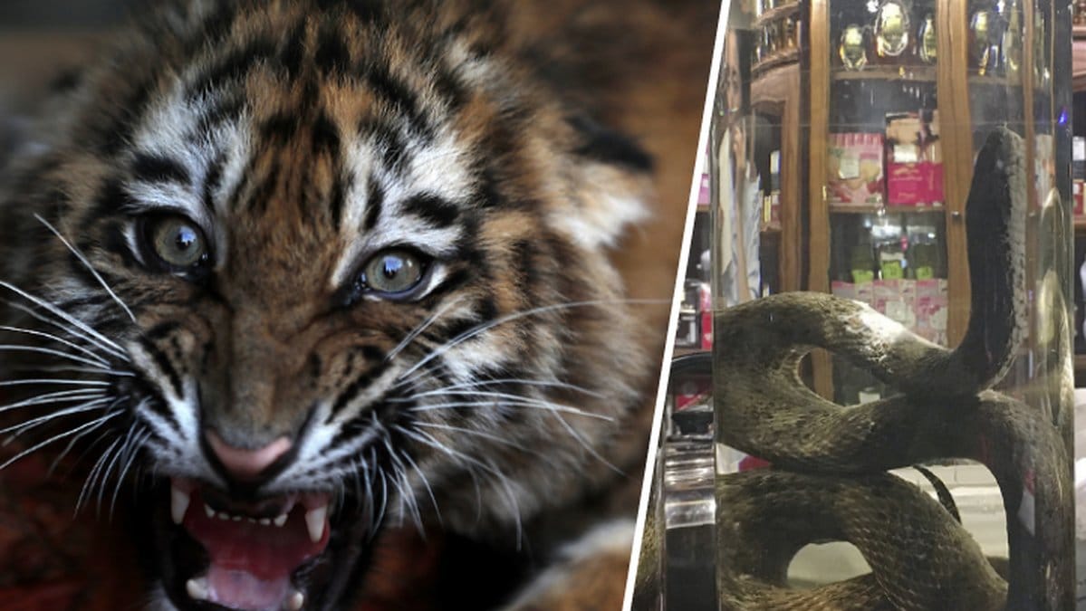 Tiger och ormvin