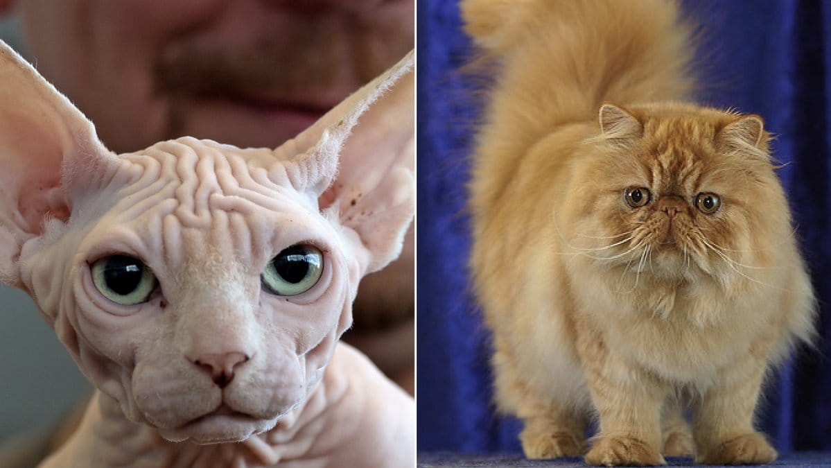 Funderar du på att köpa katt? 