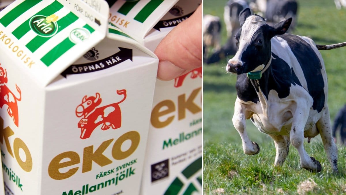 En bild på en skuttande mjölkko och Arlas ekologiska mjölkpaket.