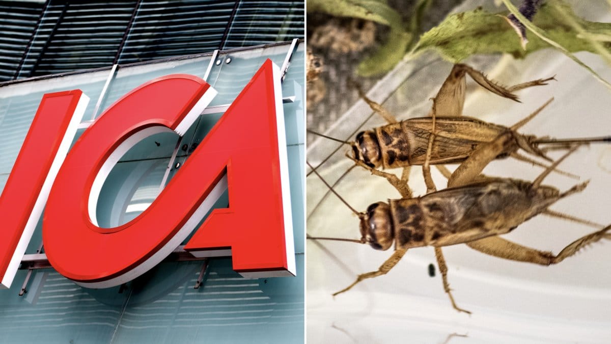 Säljer Ica insekter?
