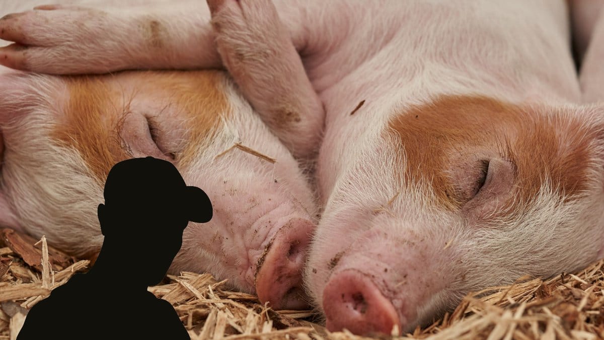 Hundratals-doda-grisar-hittade-pa-gard