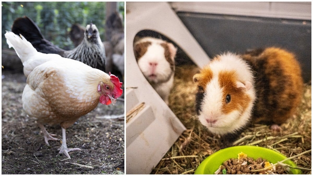 Jordsbruksverkets förslag får kritik från flera håll.