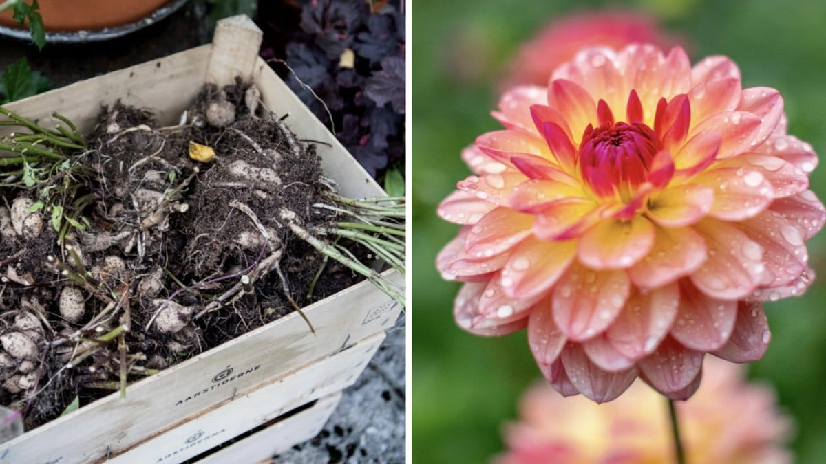 Så här kan du plantera dina egna blomsterlökar och knölar.