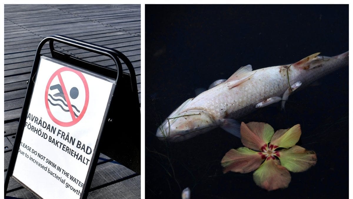 Ljusnarsbergs kommun avråder från bad i ån.