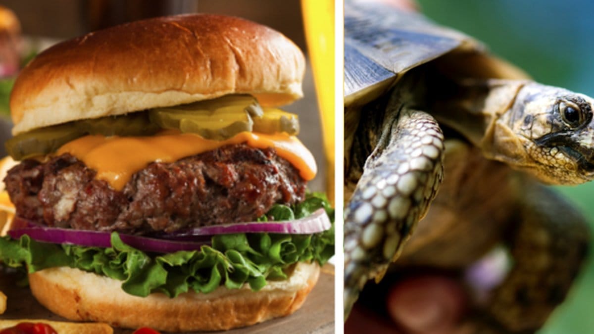 Försökte smuggla sköldpadda – inuti hamburgare 