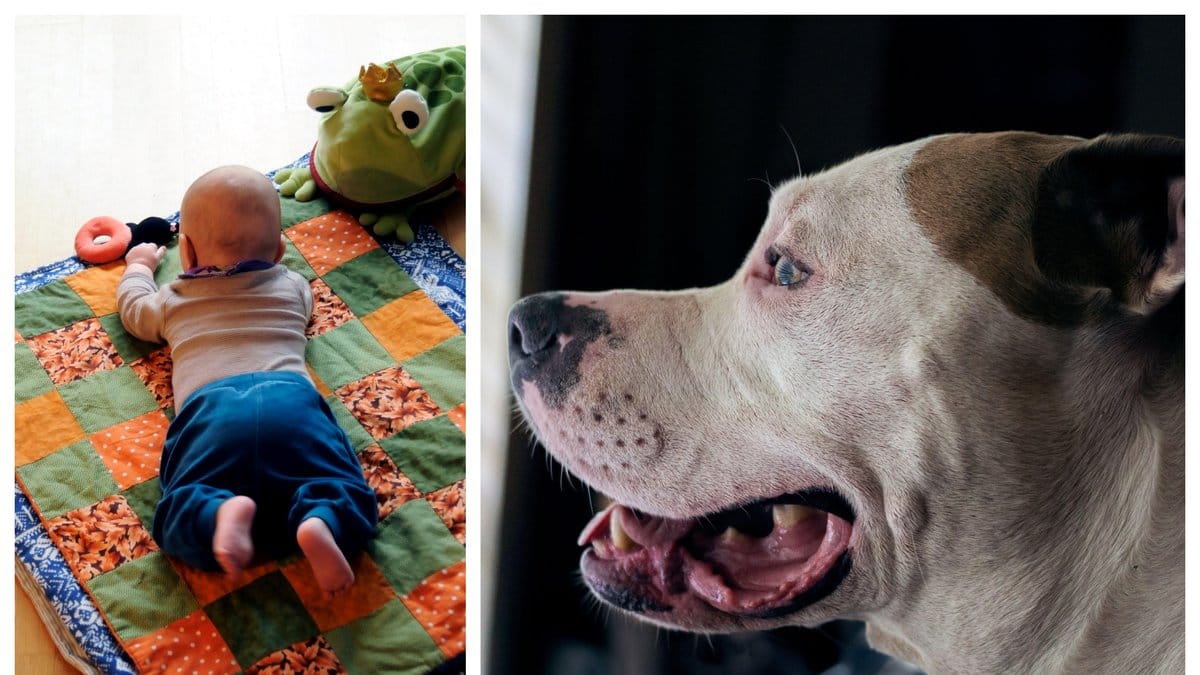 Utredningen av hundattacken mot en två veckor gammal bebis är nu klar.