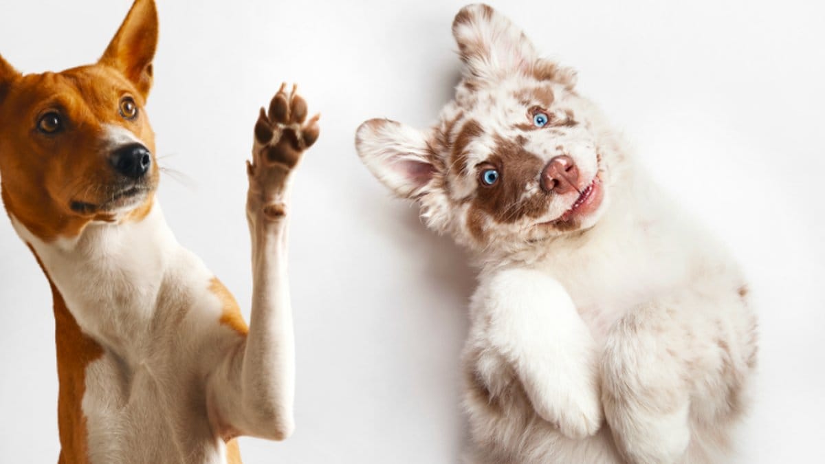 Din hund åldras snabbare i yngre dagar.