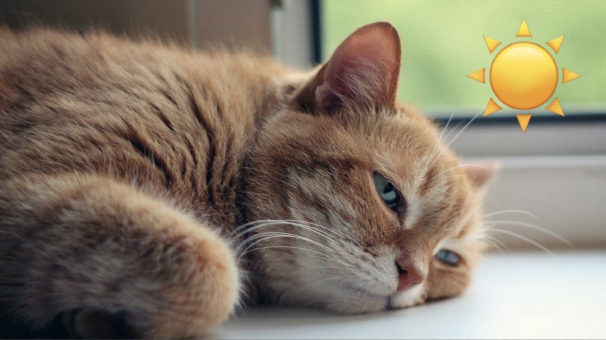 Sa-vet-du-om-din-katt-fatt-värmeslag