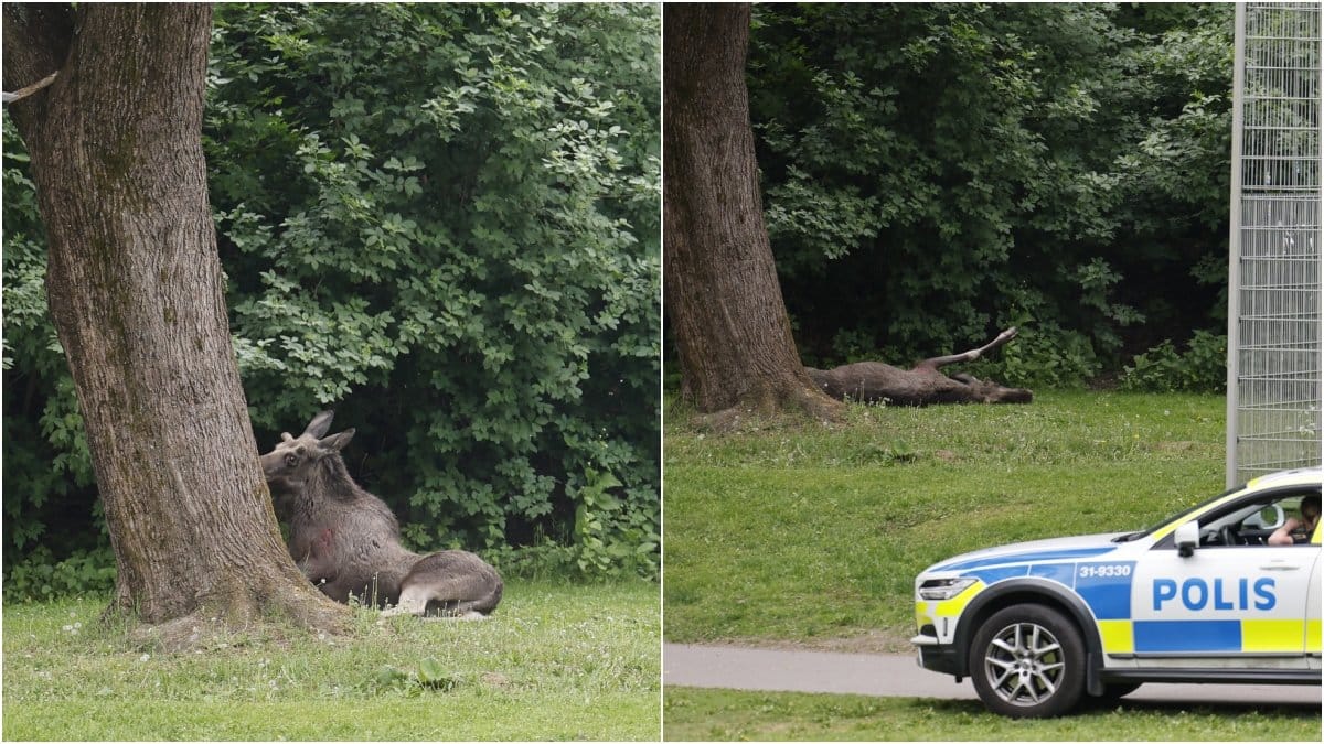 De två älgarna sköts vid 9-tiden på morgonen.