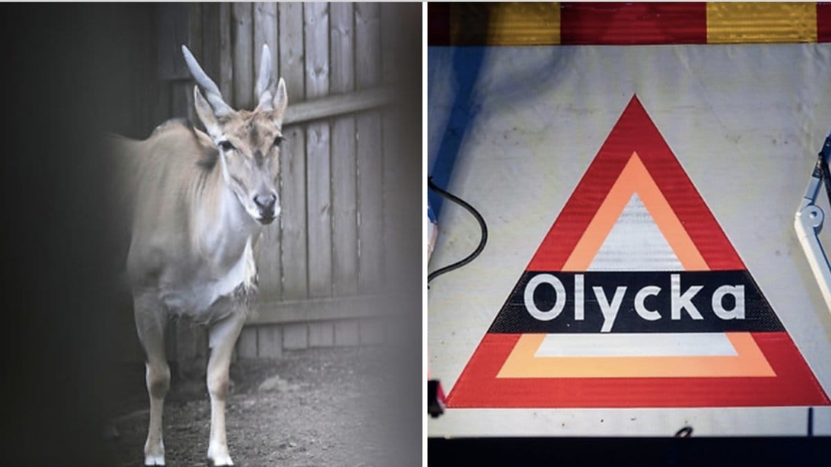 Olyckan inträffade den 28 augusti. En djurskötare dog efter att ha blivit stångad av en elandantilop. Djuret på bilden har inget med olyckan att göra.
