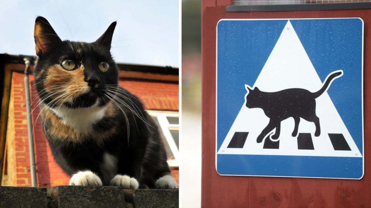 Initiativet engagerar katthem över hela Sverige.