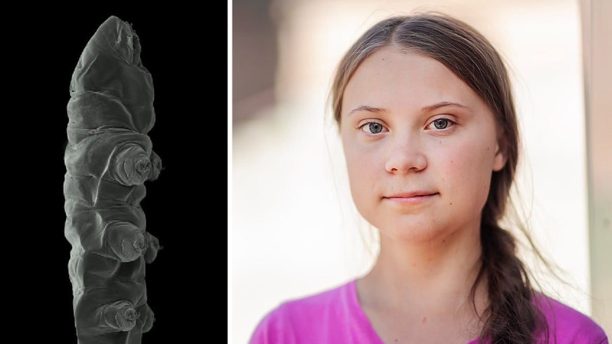 En ny djurart har uppkallats efter Greta Thunberg.