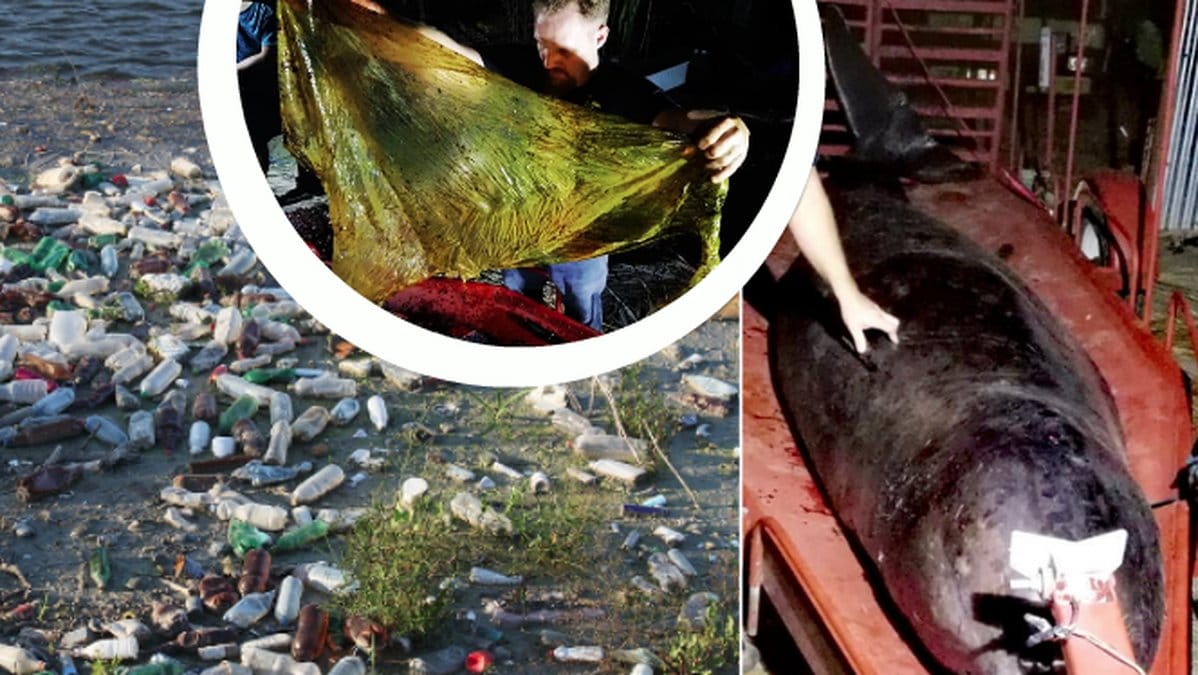 Skräp, val, plastpåse