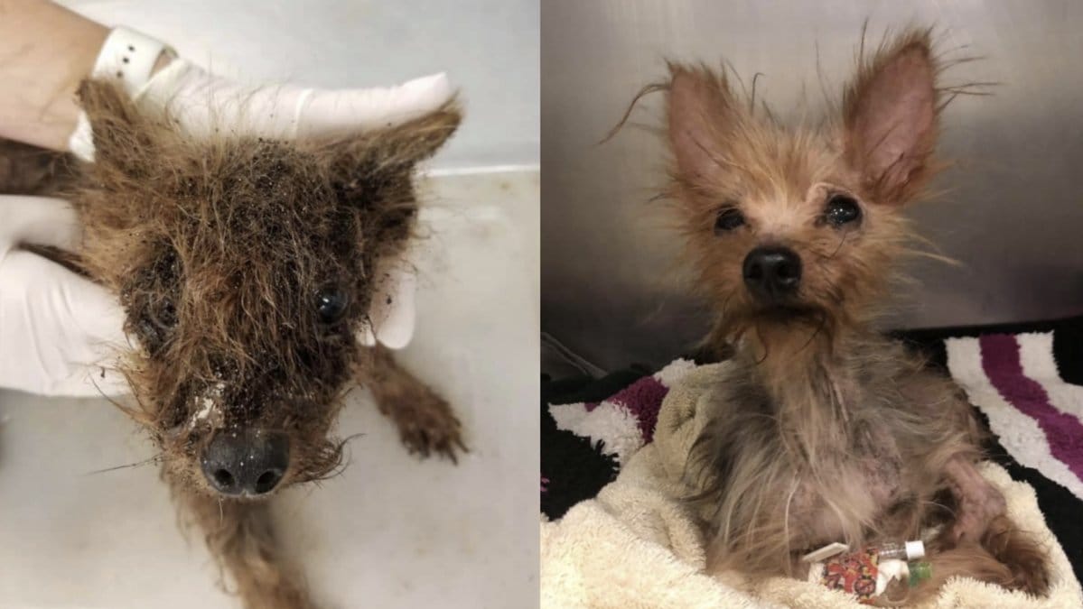 Hunden-Gertie-overgavs-i-forsluten-plastpase