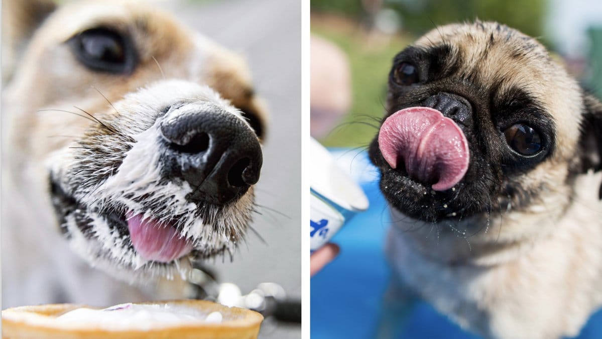 Det är inte bara människor som kan njuta av en god glass.