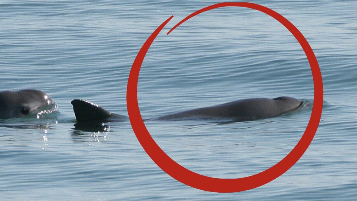 Varldens-minsta-val-nara-utrotning