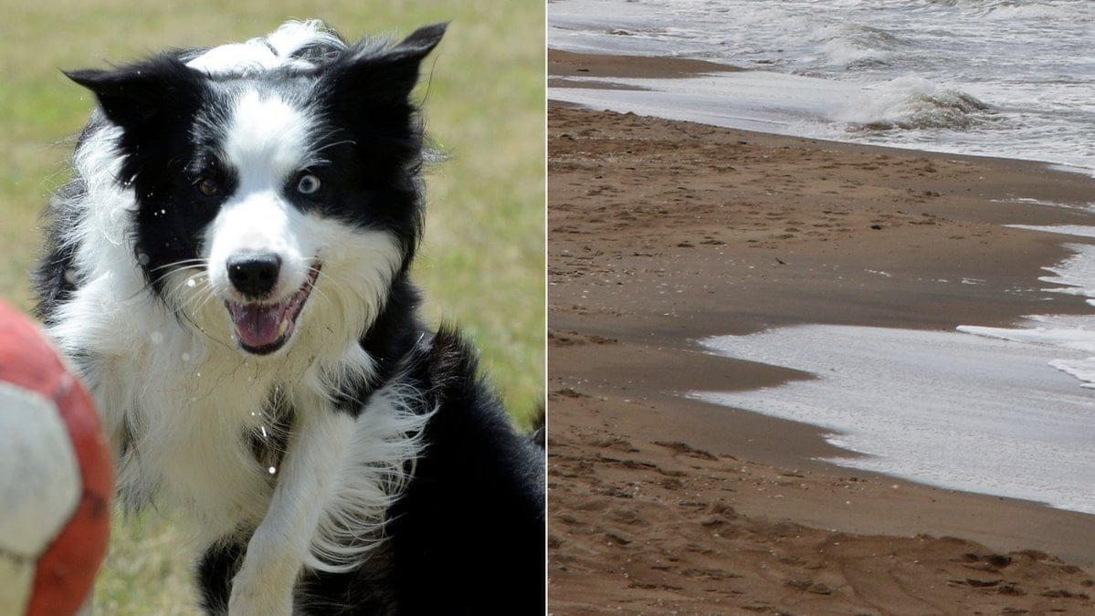 Nu döms hundens ägare till dagsböter. Genrebilder.