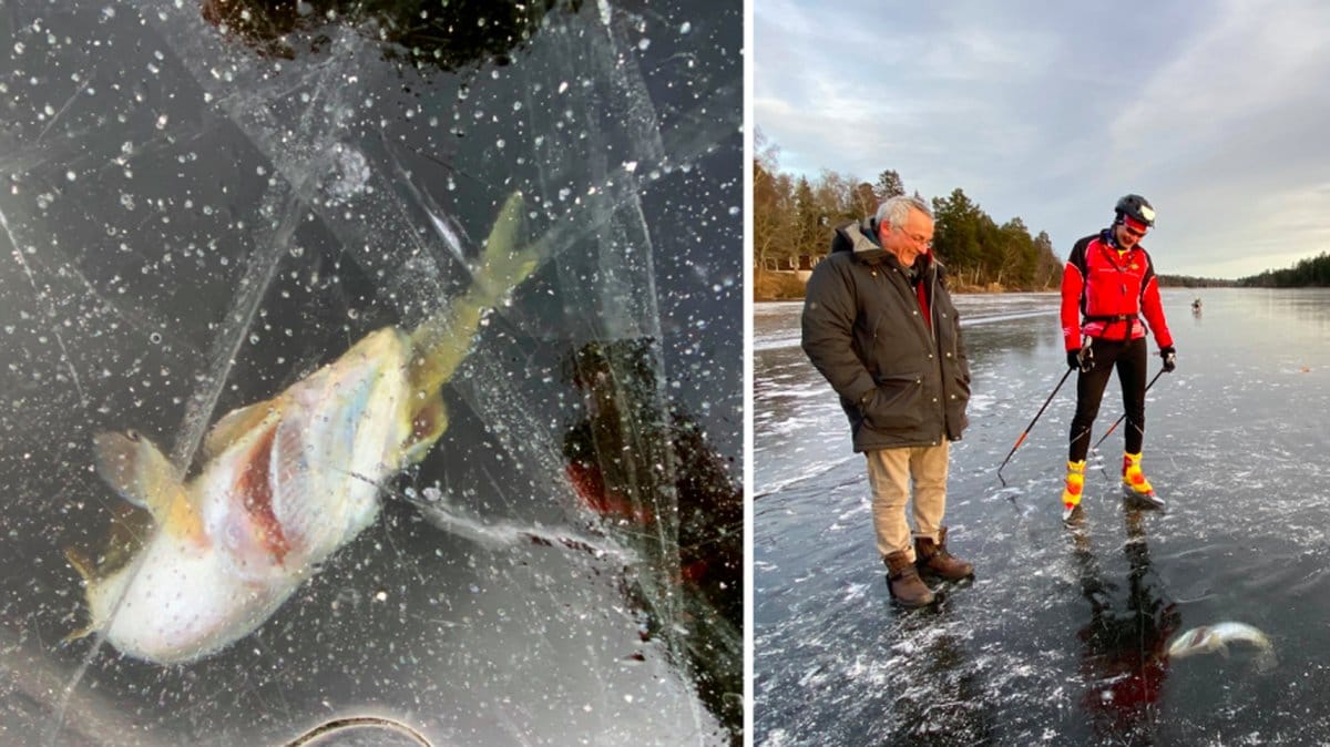 Gädda med gös i munnen.