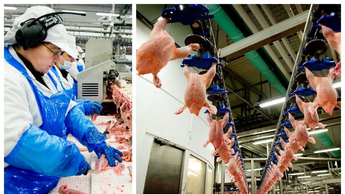 Göteborg stad stoppar alla inköp från Kronfågel efter uppgifter om grova missförhållanden.