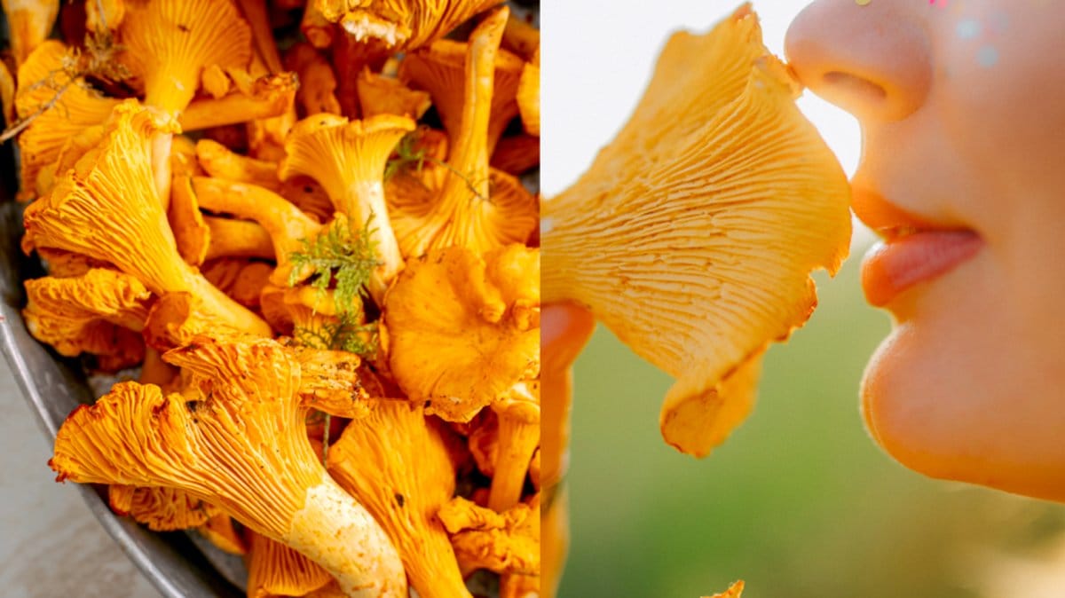 Expertens svamptips – så hittar du kantareller