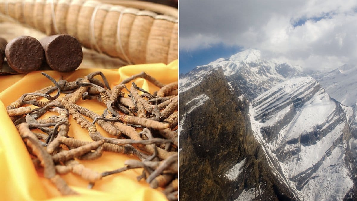 Varje år deltar tusentals bybor i Nepal, Bhutan och Tibet i skörden av parasitsvampen Ophiocordyceps sinensis.