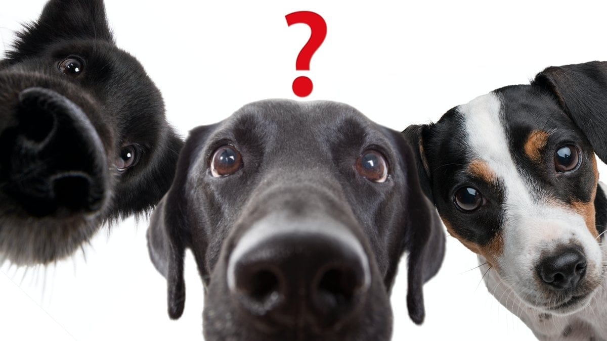 Darfor-stirrar-din-hund-pa-dig