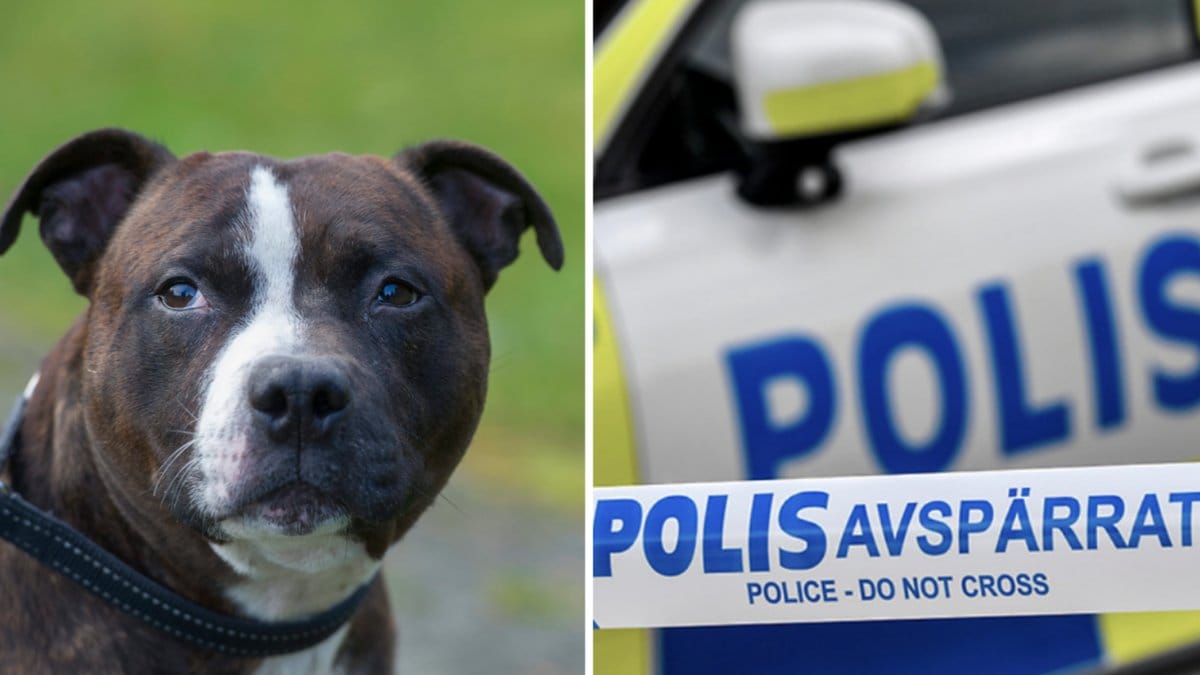 Hunden har tidigare bitit ett barn.