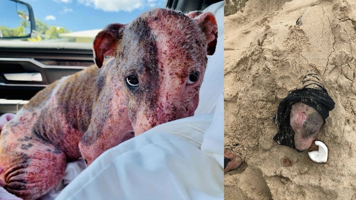 Hund-hittad-levande-begravd