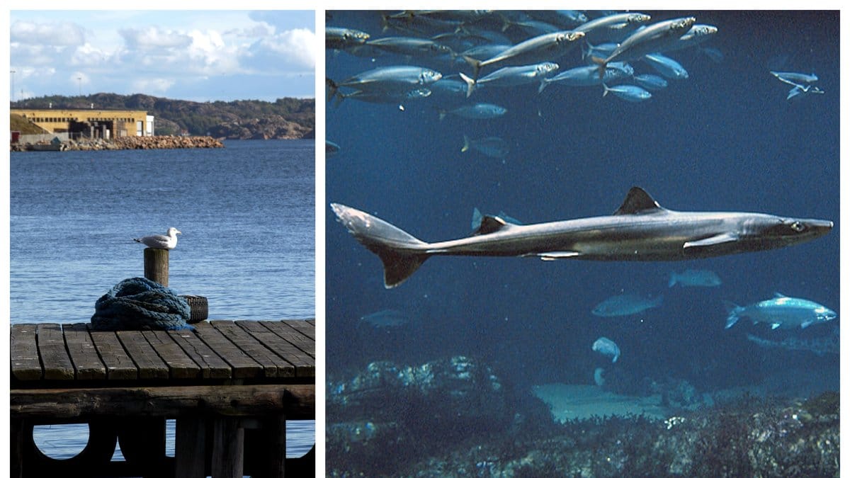 De rödlistade hajarna och rockorna hittades i Lysekil.
