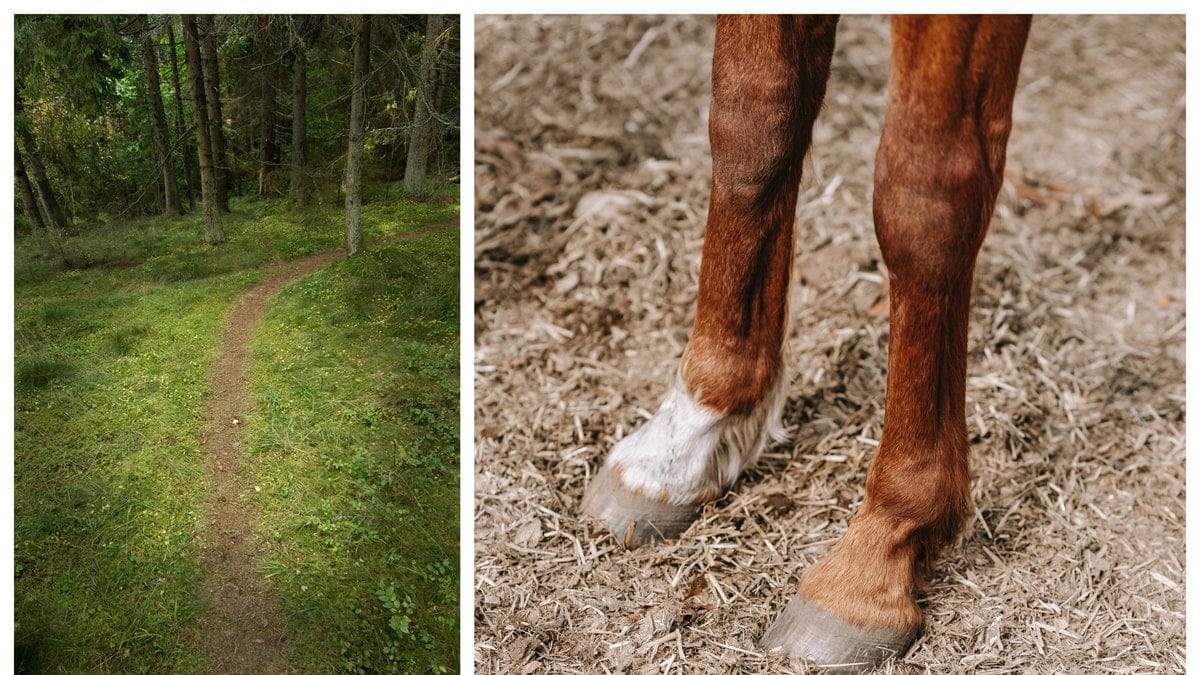 Hästbenen hittades i ett naturreservat.